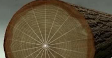 给您介绍一下木材切面分析